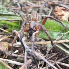 Miturga sp. (genus) at Yass River, NSW - 25 Oct 2021