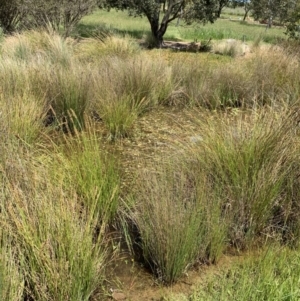 Limnodynastes tasmaniensis at Molonglo Valley, ACT - 24 Oct 2021