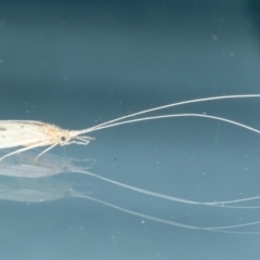 Leptoceridae sp. (family) (Long-horned caddisfly) at Ainslie, ACT - 23 Oct 2021 by jb2602