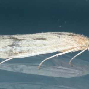 Leptoceridae sp. (family) at Ainslie, ACT - 23 Oct 2021