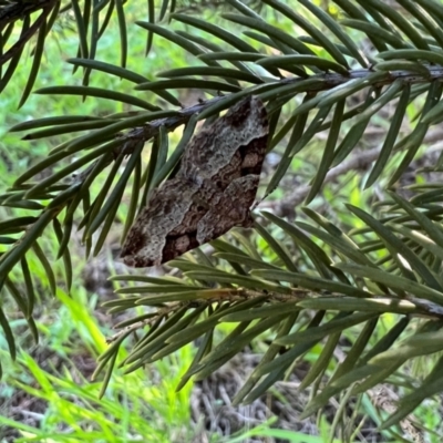 Dichromodes (genus) (unidentified Heath Moth) at Murrumbateman, NSW - 22 Oct 2021 by SimoneC