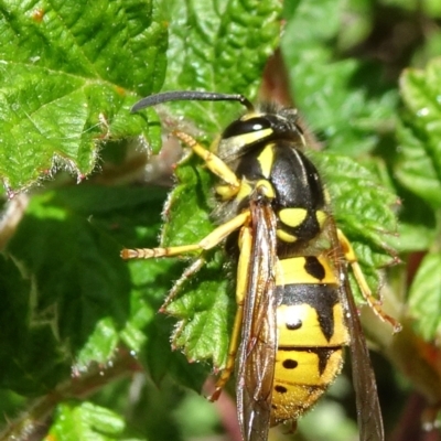 Vespula germanica (German Yellowjacket Wasp (also known as European Wasp)) at Molonglo Valley, ACT - 24 Oct 2021 by JanetRussell
