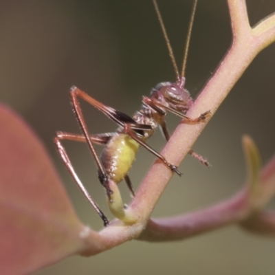 Torbia viridissima (Gum Leaf Katydid) at Hawker, ACT - 22 Oct 2021 by AlisonMilton