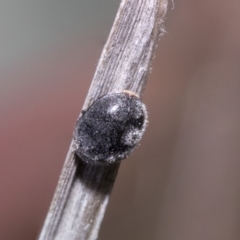 Coccinellidae (family) (Unidentified lady beetle) at Hawker, ACT - 22 Oct 2021 by AlisonMilton