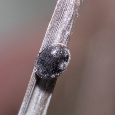 Coccinellidae (family) (Unidentified lady beetle) at Hawker, ACT - 22 Oct 2021 by AlisonMilton