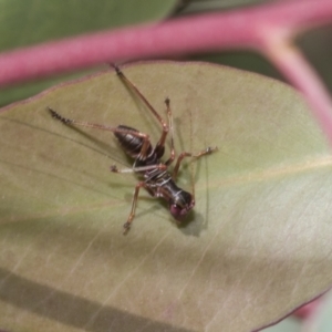 Torbia viridissima at Hawker, ACT - 22 Oct 2021