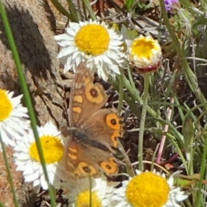 Junonia villida at Molonglo Valley, ACT - 24 Oct 2021 11:45 AM