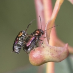 Edusella sp. (genus) (A leaf beetle) at Hawker, ACT - 22 Oct 2021 by AlisonMilton