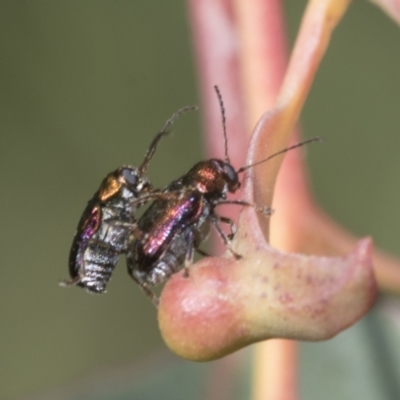 Edusella sp. (genus) (A leaf beetle) at Hawker, ACT - 21 Oct 2021 by AlisonMilton