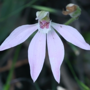 Caladenia carnea at Campbell, ACT - 24 Oct 2021