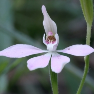 Caladenia carnea at Campbell, ACT - 24 Oct 2021