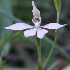 Caladenia carnea at Campbell, ACT - 24 Oct 2021