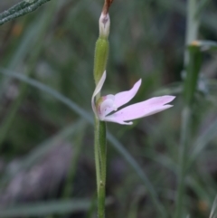 Caladenia carnea at Campbell, ACT - 24 Oct 2021