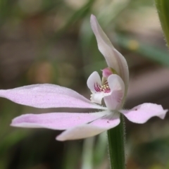 Caladenia carnea at Campbell, ACT - 24 Oct 2021