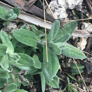 Coronidium monticola at Rendezvous Creek, ACT - 24 Oct 2021