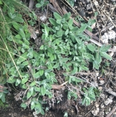 Coronidium monticola at Rendezvous Creek, ACT - 24 Oct 2021