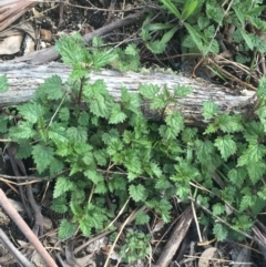 Urtica urens (Small Nettle) at Namadgi National Park - 24 Oct 2021 by NedJohnston