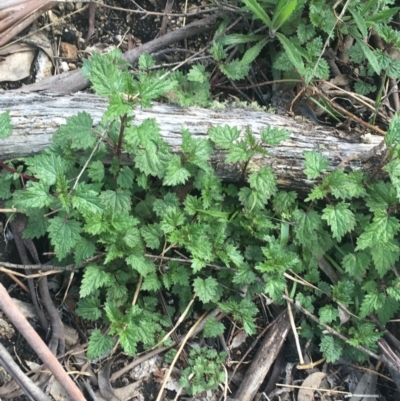 Urtica urens (Small Nettle) at Namadgi National Park - 24 Oct 2021 by NedJohnston