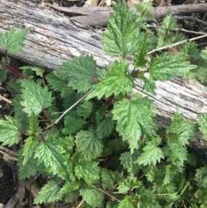 Urtica urens at Rendezvous Creek, ACT - 24 Oct 2021