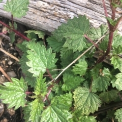 Urtica urens at Rendezvous Creek, ACT - 24 Oct 2021