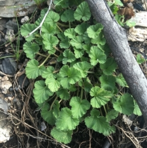 Pelargonium australe at Rendezvous Creek, ACT - 24 Oct 2021