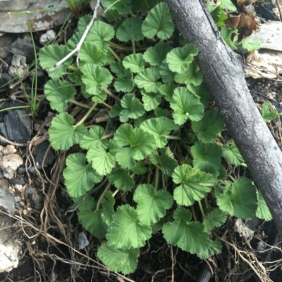 Pelargonium australe (Austral Stork's-bill) at Rendezvous Creek, ACT - 24 Oct 2021 by Ned_Johnston