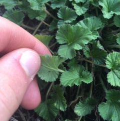 Pelargonium australe at Rendezvous Creek, ACT - 24 Oct 2021