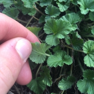 Pelargonium australe at Rendezvous Creek, ACT - 24 Oct 2021