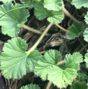 Pelargonium australe at Rendezvous Creek, ACT - 24 Oct 2021