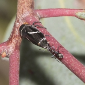 Eurymeloides bicincta at Hawker, ACT - 22 Oct 2021