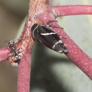 Eurymeloides bicincta at Hawker, ACT - 22 Oct 2021