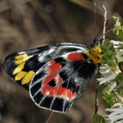 Delias harpalyce (Imperial Jezebel) at Paddys River, ACT - 25 Oct 2021 by JohnBundock