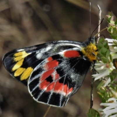 Delias harpalyce (Imperial Jezebel) at Paddys River, ACT - 24 Oct 2021 by JohnBundock