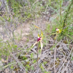 Caladenia atrovespa at Jerrabomberra, ACT - suppressed