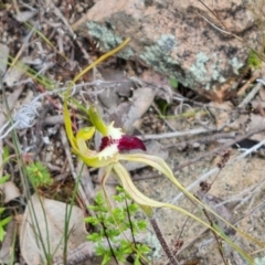 Caladenia atrovespa at Jerrabomberra, ACT - suppressed