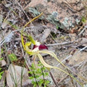 Caladenia atrovespa at Jerrabomberra, ACT - 25 Oct 2021