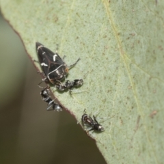 Iridomyrmex rufoniger (Tufted Tyrant Ant) at The Pinnacle - 21 Oct 2021 by AlisonMilton