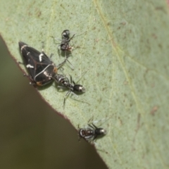 Iridomyrmex rufoniger at Hawker, ACT - 22 Oct 2021 09:30 AM