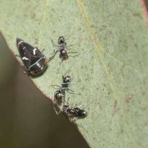 Iridomyrmex rufoniger at Hawker, ACT - 22 Oct 2021 09:30 AM