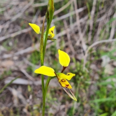 Diuris sulphurea (Tiger Orchid) at Wanniassa Hill - 25 Oct 2021 by Mike