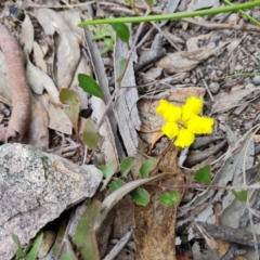 Goodenia hederacea (Ivy Goodenia) at Jerrabomberra, ACT - 25 Oct 2021 by Mike