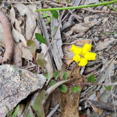 Goodenia hederacea (Ivy Goodenia) at Wanniassa Hill - 25 Oct 2021 by Mike