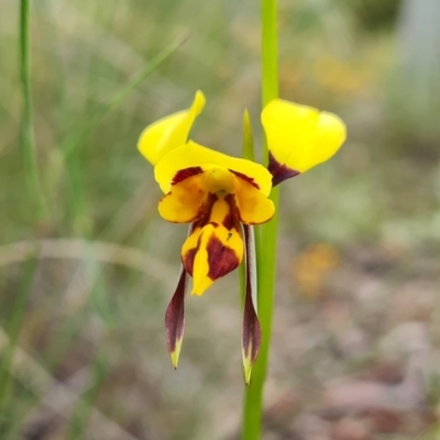 Diuris sulphurea (Tiger Orchid) at Wanniassa Hill - 25 Oct 2021 by Mike