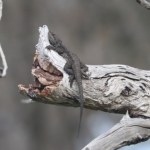 Pogona barbata at Hawker, ACT - 22 Oct 2021