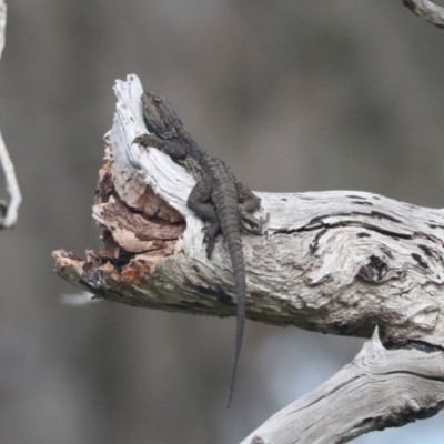 Pogona barbata (Eastern Bearded Dragon) at Hawker, ACT - 22 Oct 2021 by AlisonMilton