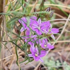 Thysanotus patersonii (Twining Fringe Lily) at Wanniassa Hill - 25 Oct 2021 by Mike