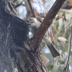 Cracticus torquatus at Hawker, ACT - 22 Oct 2021