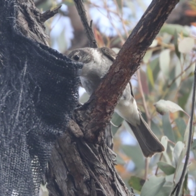 Cracticus torquatus (Grey Butcherbird) at The Pinnacle - 21 Oct 2021 by AlisonMilton