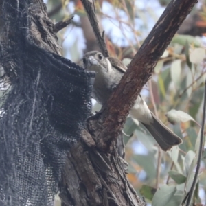 Cracticus torquatus at Hawker, ACT - 22 Oct 2021