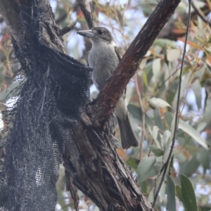 Cracticus torquatus at Hawker, ACT - 22 Oct 2021